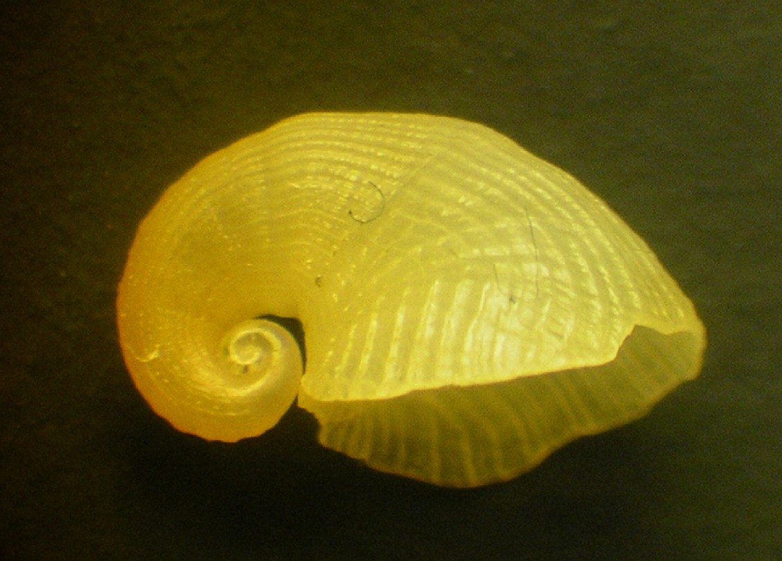 Capulus ungaricus juv?